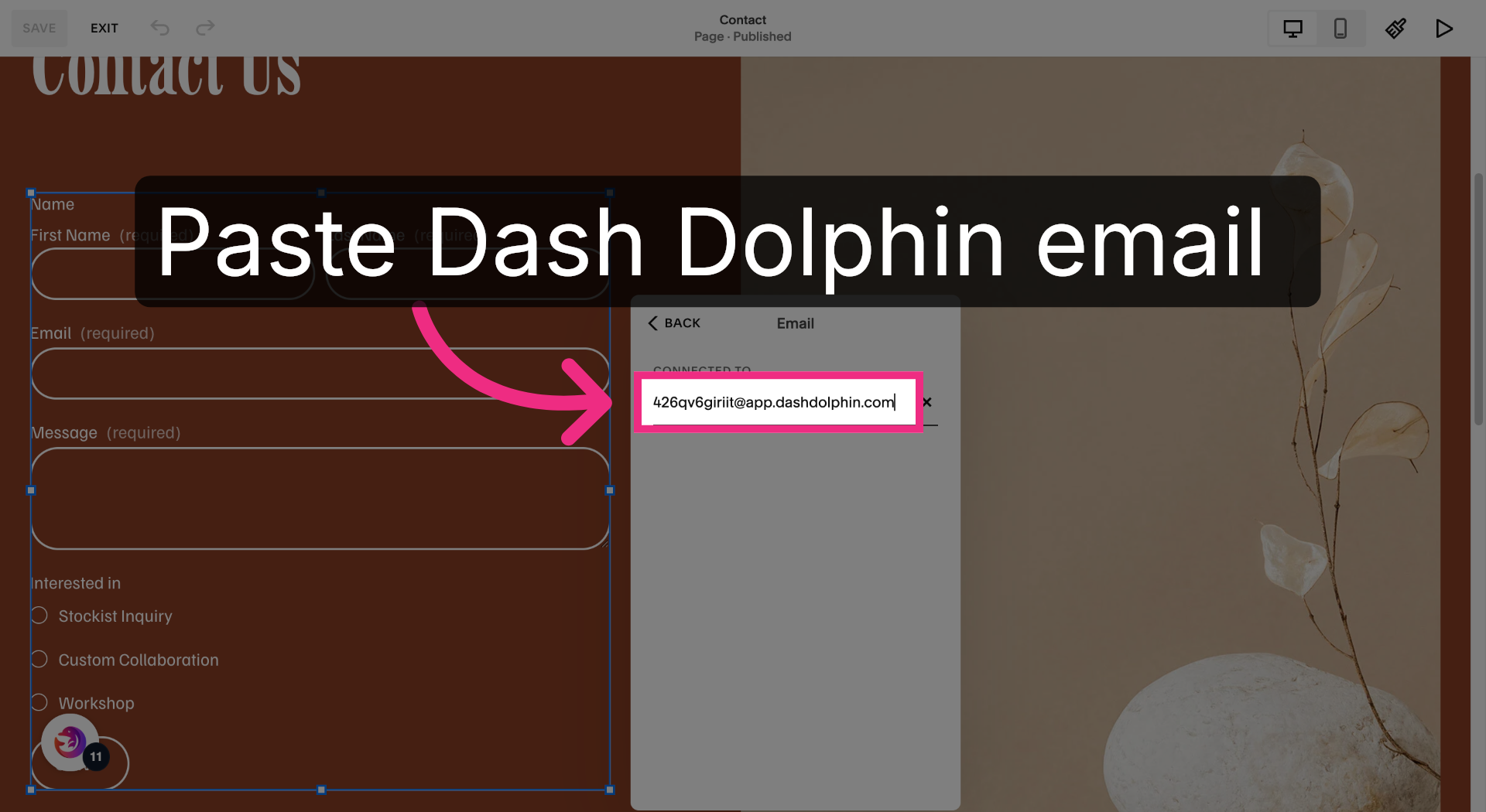 Enter Dash Dolphin Email